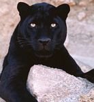 pic for Black Leopard